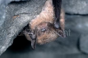 Postkarte Große Bartfledermaus